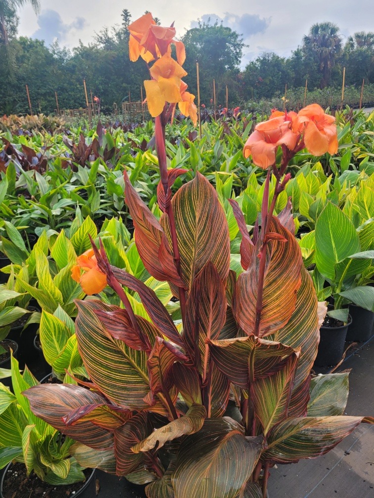 Colorful Canna Lilies 120